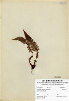 藏品(針葉耳蕨)的圖片